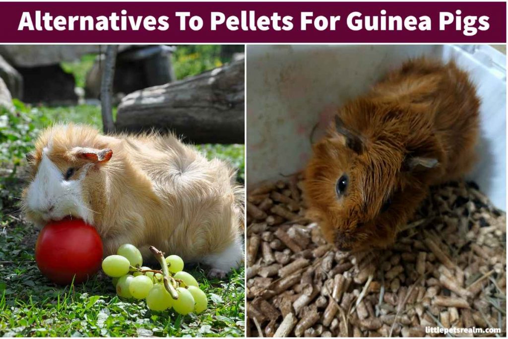 Alternatives to pellets for guinea pigs