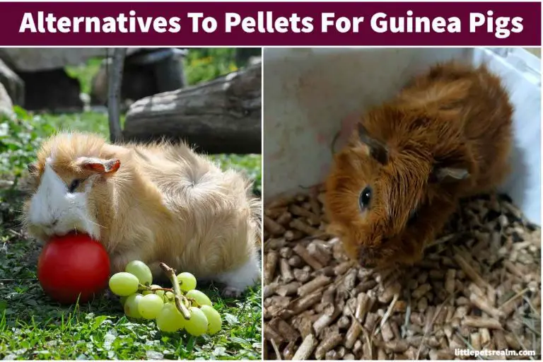 What To Feed Guinea Pigs Instead Of Pellets? Little Pets Realm