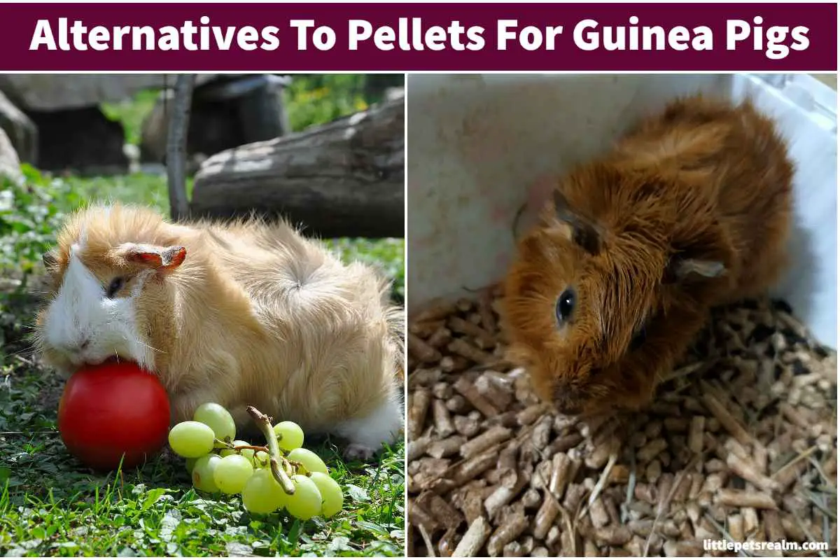 What To Feed Guinea Pigs Instead Of Pellets? Little Pets Realm