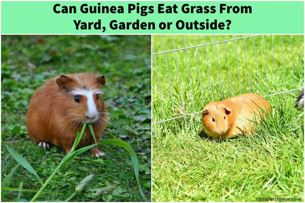 Guinea Pigs Eat Grass From Yard, Garden or Outside