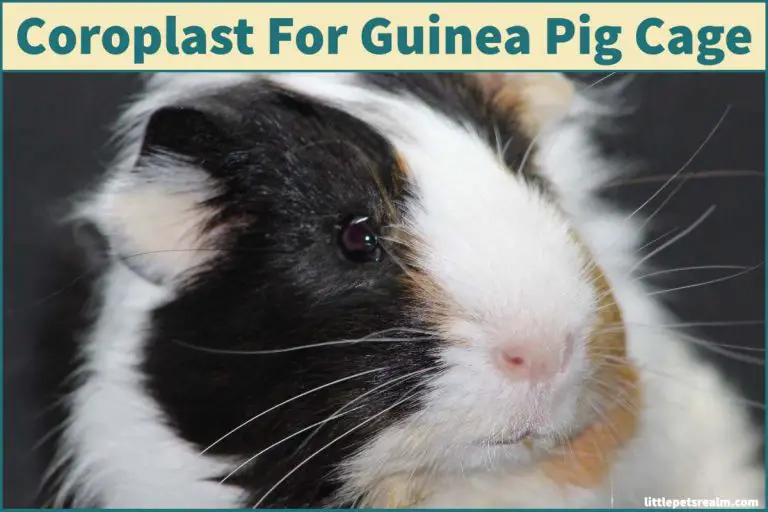 Can You Use Coroplast In A Guinea Pig Cage Safely? Little Pets Realm