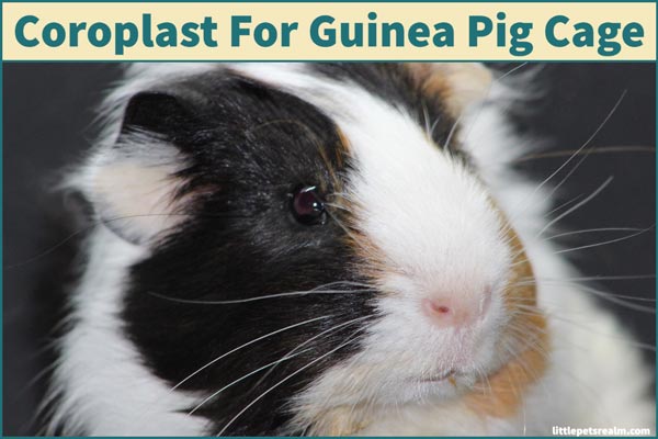 Can You Use Coroplast In A Guinea Pig Cage Safely?