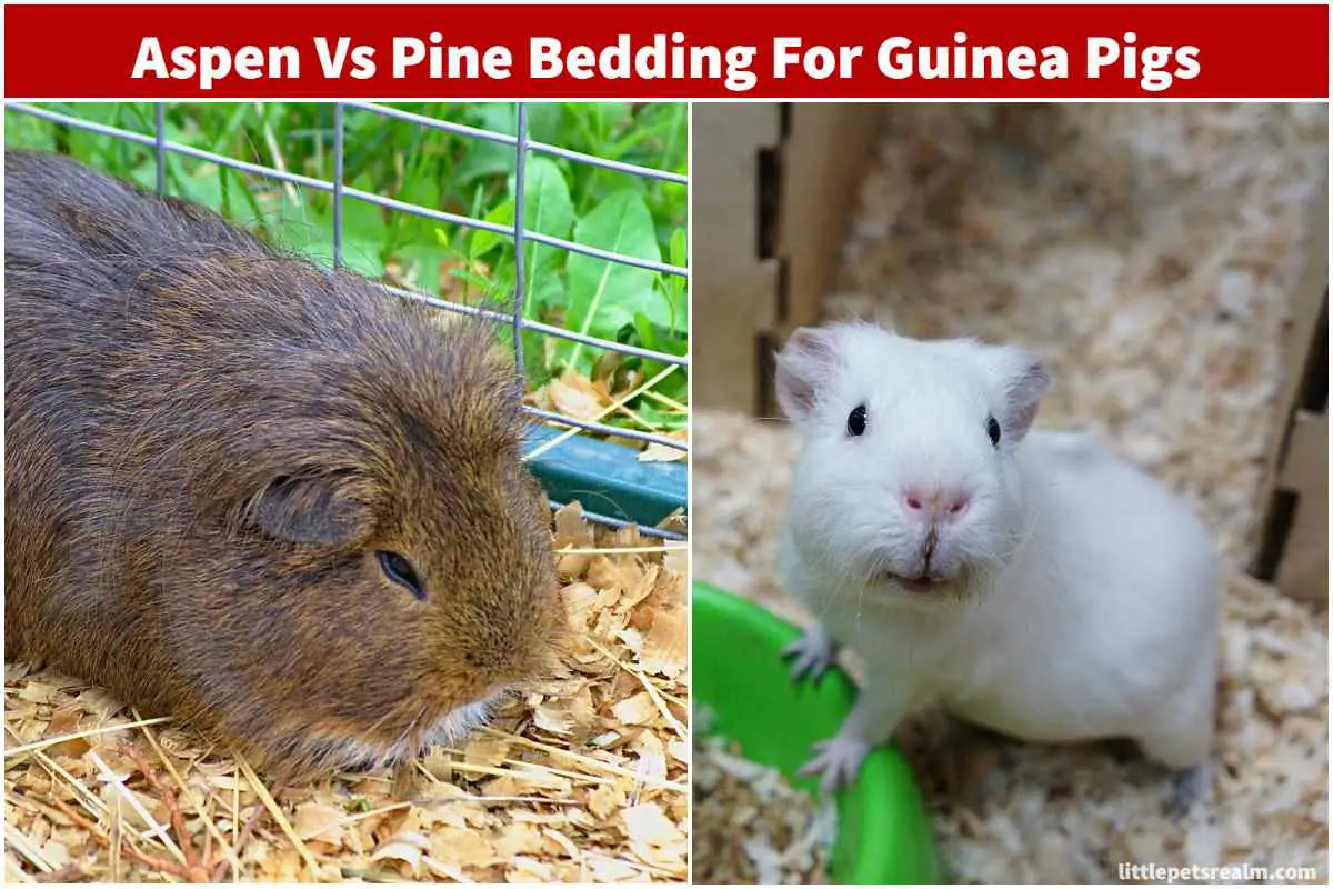 Aspen or Pine Bedding For Guinea Pigs Which Is Better? Little Pets Realm