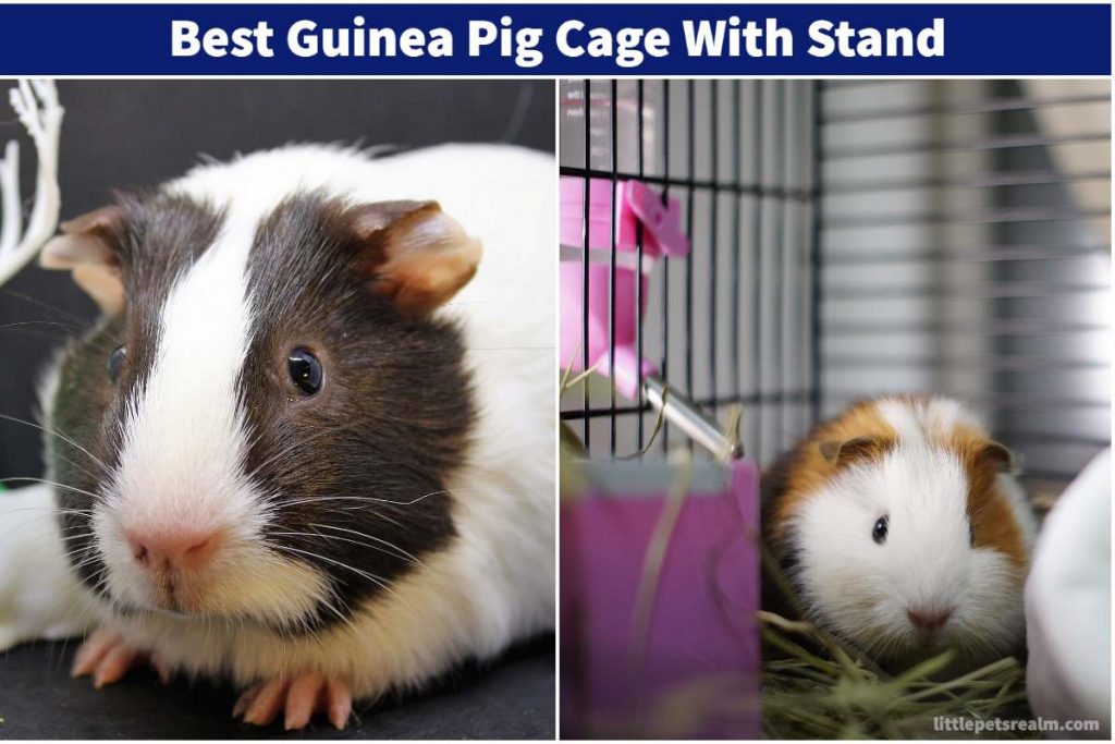 Best guinea pig cage with stand