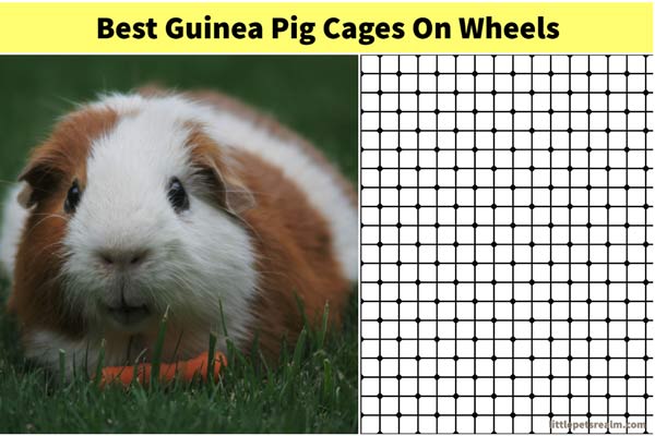 Best guinea pig cage on wheels with buyers guide