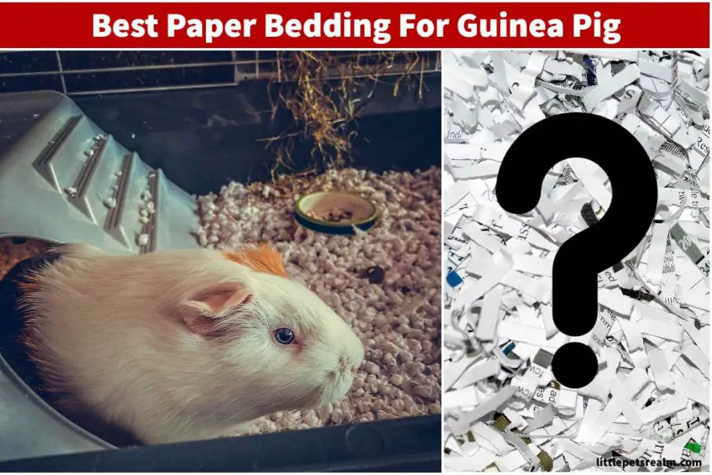 Best paper bedding for guinea pigs with product review