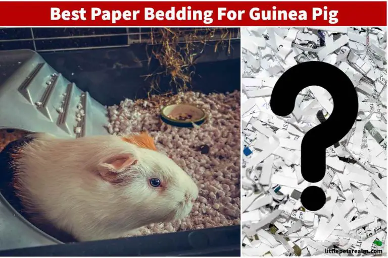 7 Best Paper Bedding For Guinea Pigs [Pros, Cons] Little Pets Realm