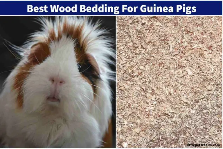 9 Best Wood Bedding For Guinea Pigs [Buyers Guide] Little Pets Realm