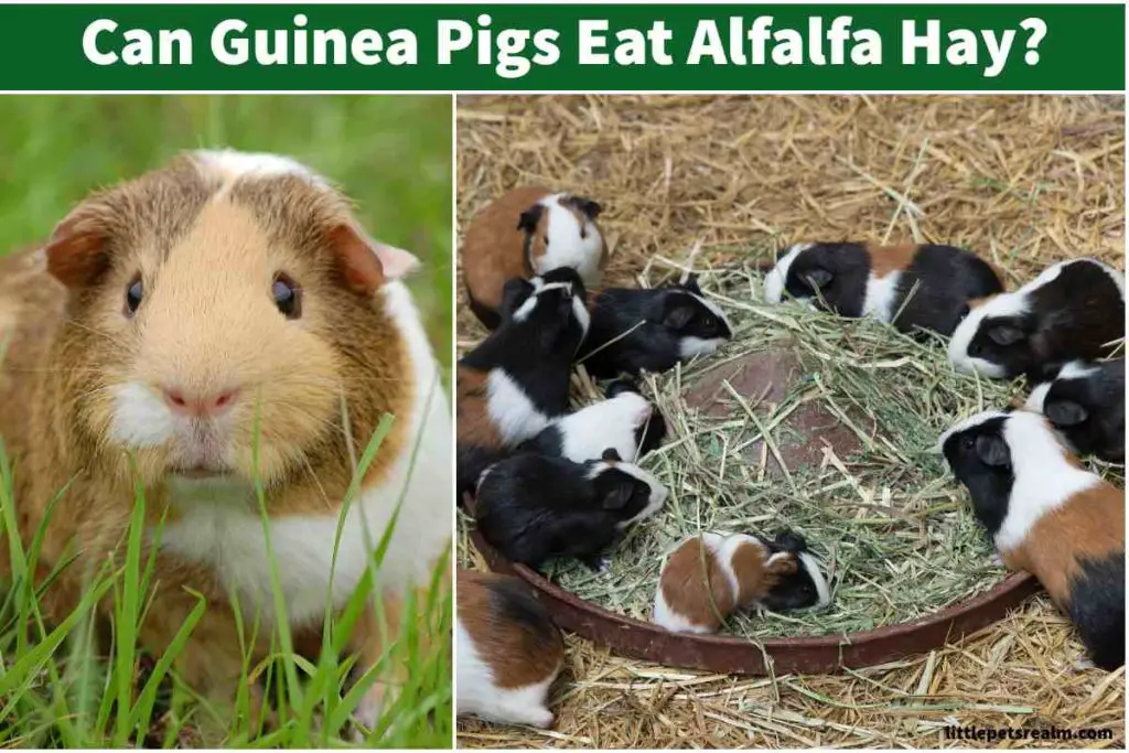 Guinea pigs eat alfalfa hay: Pros, Cons