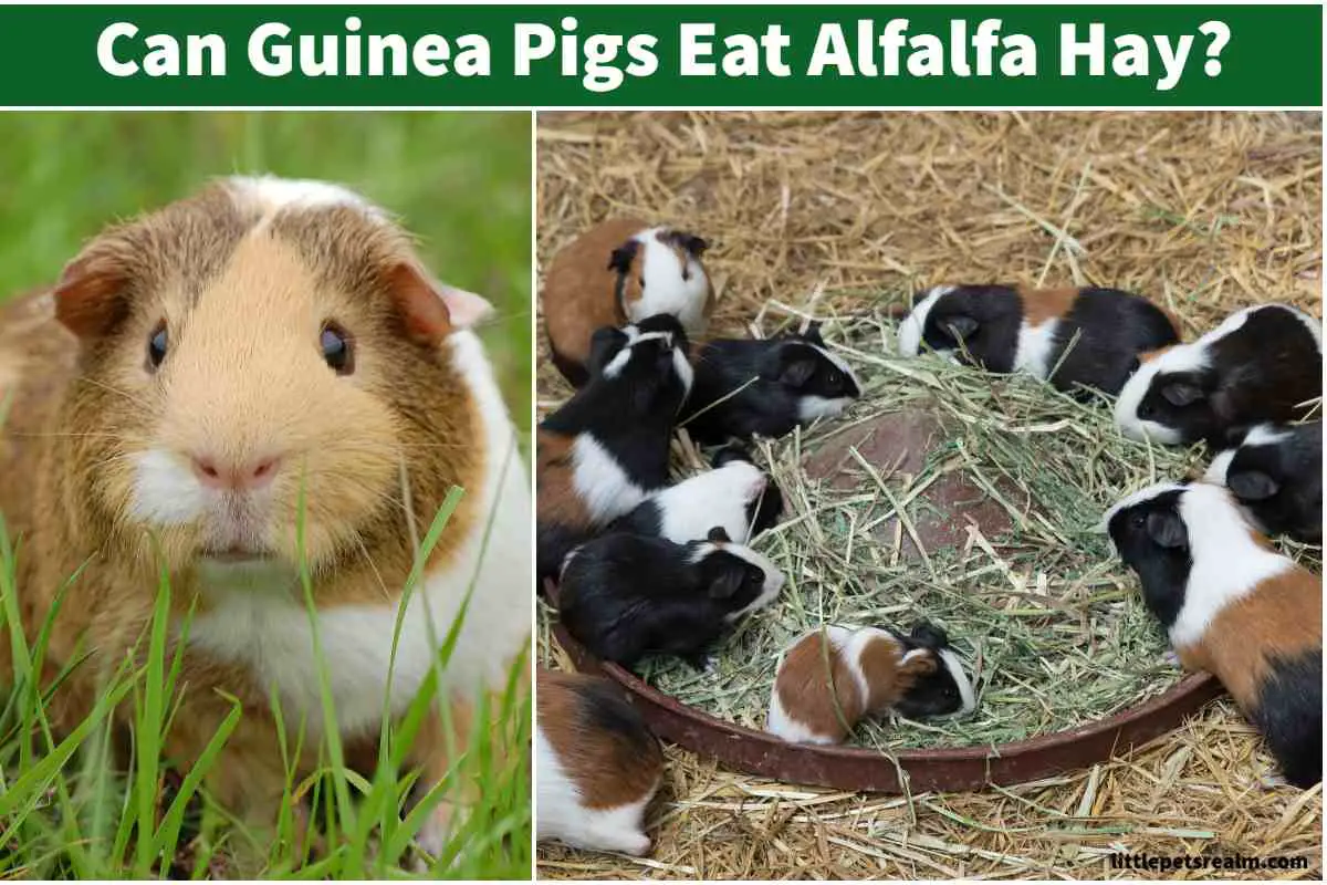 Can Guinea Pigs Eat Alfalfa Hay? [Pros, Cons] Little Pets Realm