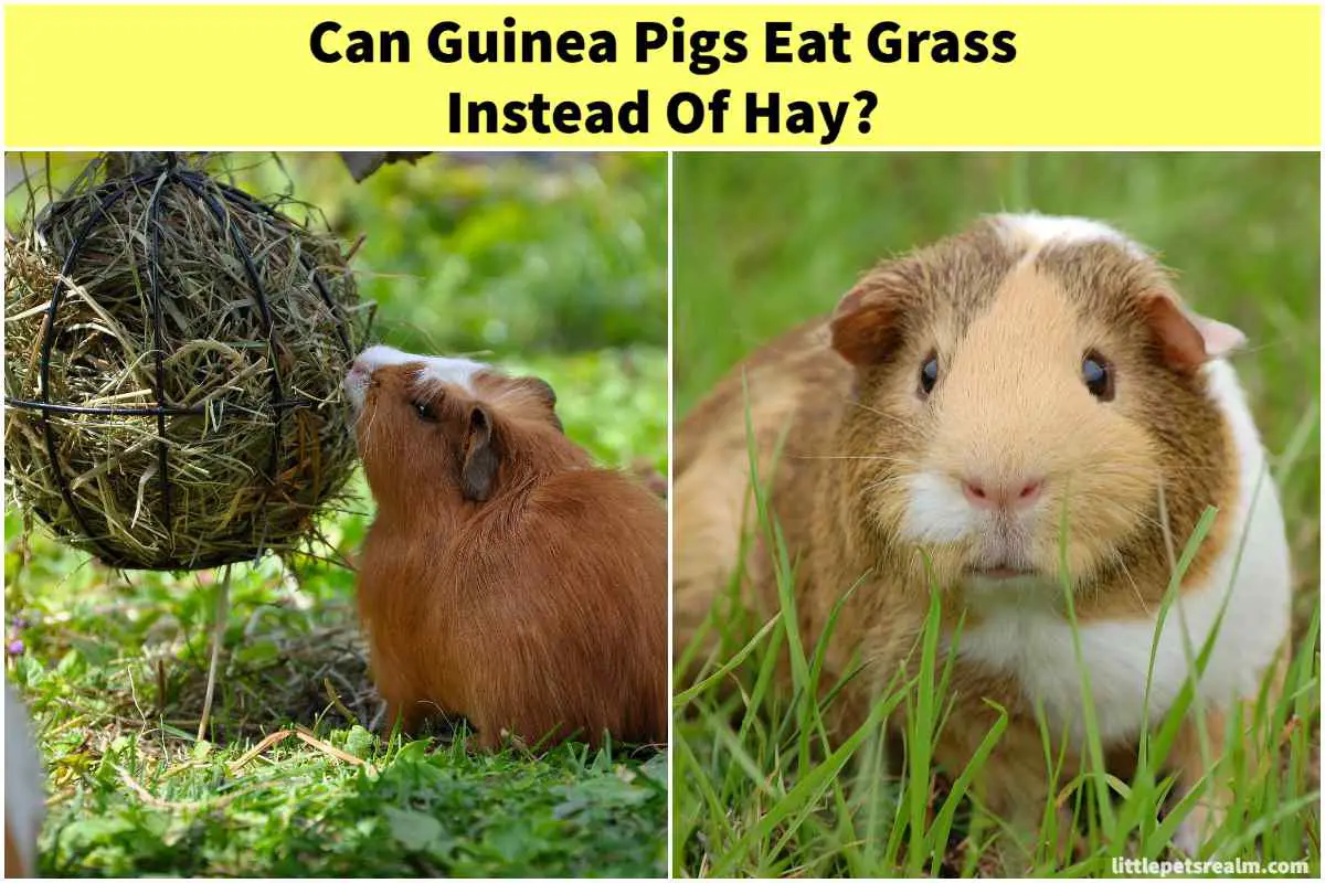 Can Guinea Pigs Eat Grass Instead Of Hay? Little Pets Realm