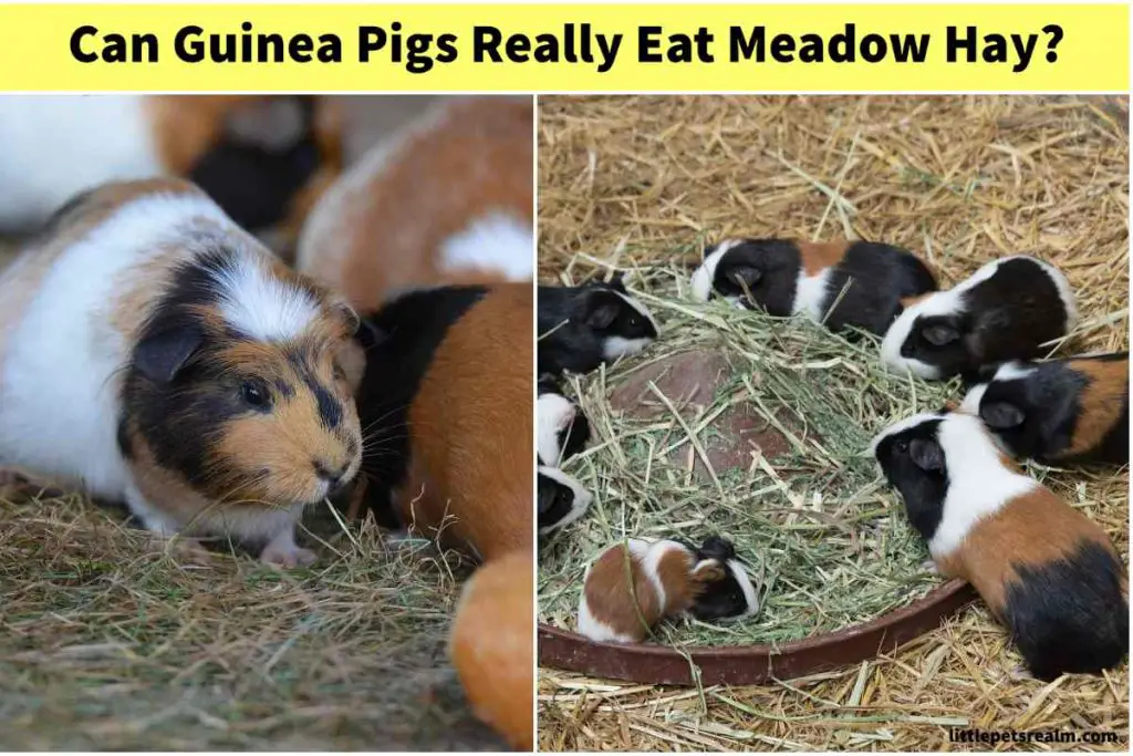 Guinea Pigs Eat Meadow Hay