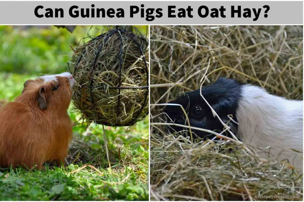 Guinea pigs eat oat hay: Why and How