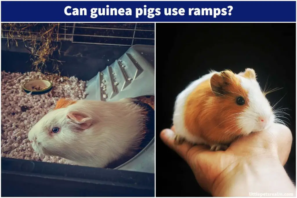 Using ramps for guinea pigs: Is it safe