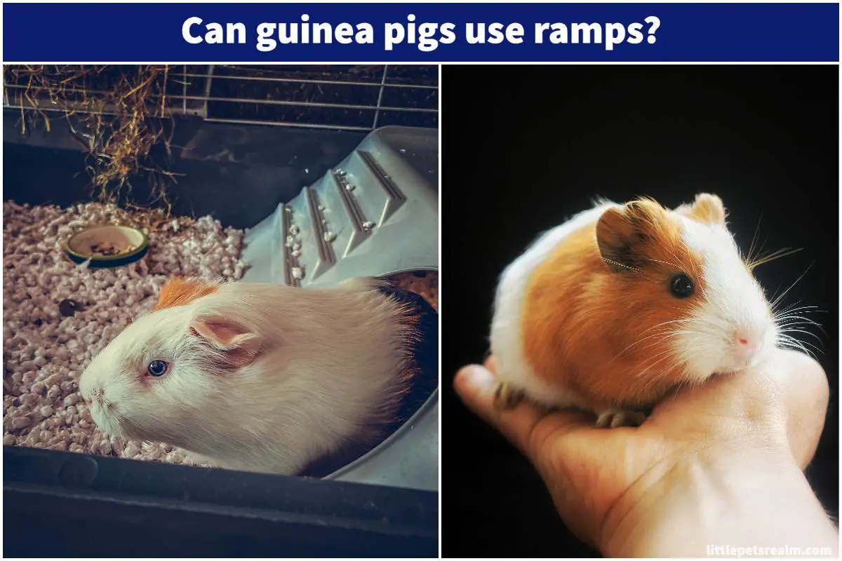 Guinea Pigs Ramps Are They Good, How To Make At Home Little Pets Realm