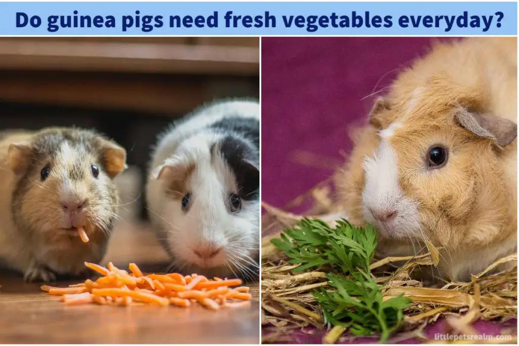 Guinea Pigs Need Fresh Vegetables Everyday