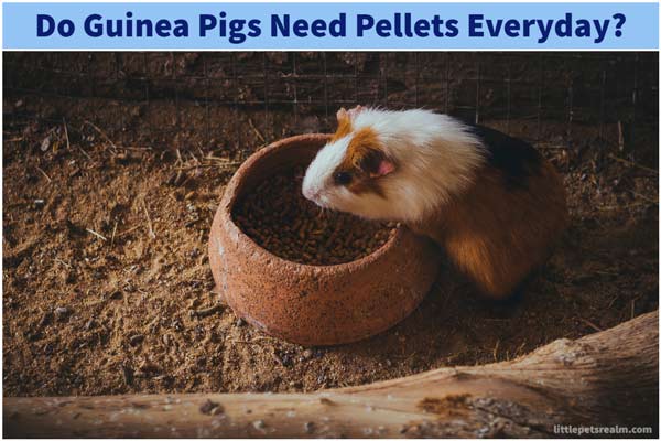 Do guinea pigs need pellets everyday?