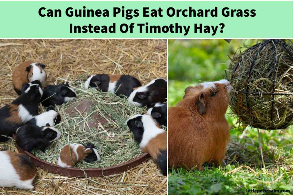 Can Guinea Pigs Eat Orchard Grass Instead Of Timothy Hay?