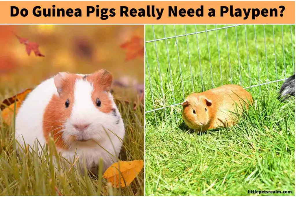 When do guinea pigs really need a playpen?