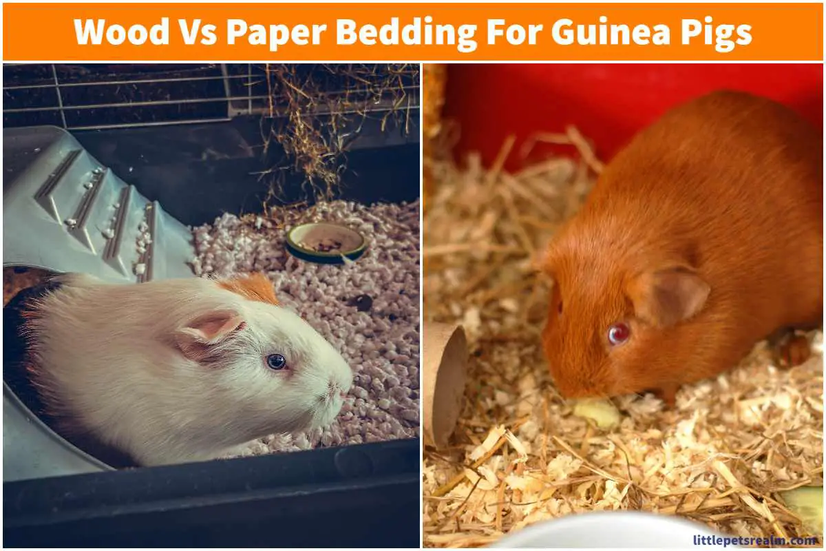Wood or Paper Bedding For Guinea Pigs Which Is Better? Little Pets Realm