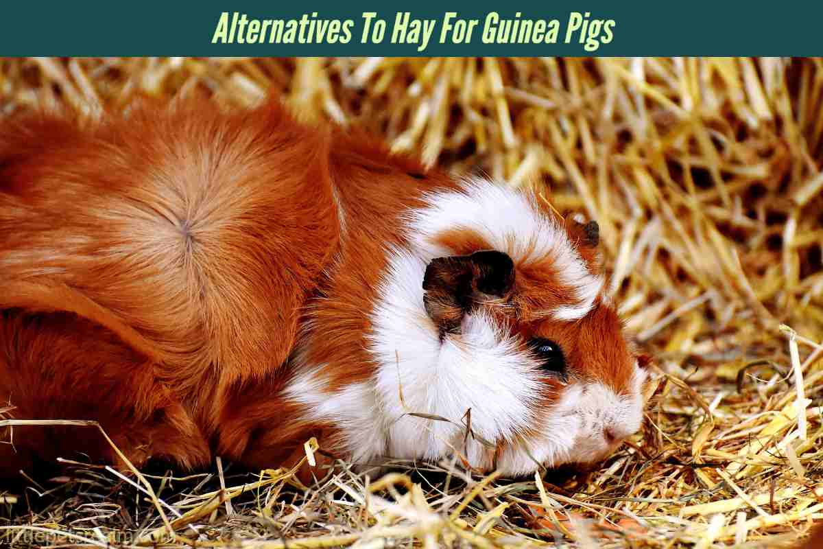 What Can I Use Instead Of Hay For Guinea Pigs (5 Alternatives ... - Non-Hay Alternatives For Guinea Pigs