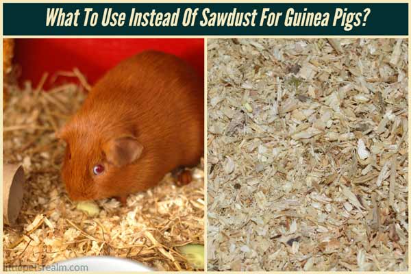 Alternatives To Sawdust For Guinea Pigs Featured