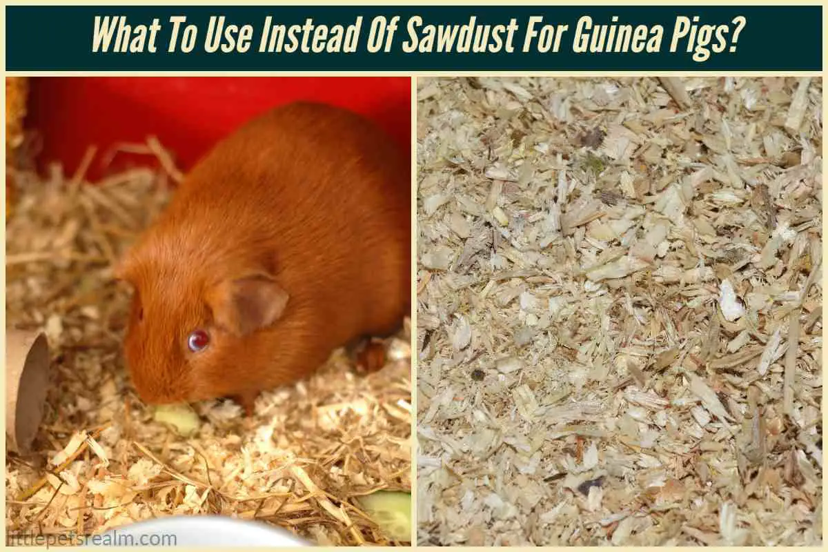 What To Use Instead Of Sawdust For Guinea Pigs (7 Alternatives