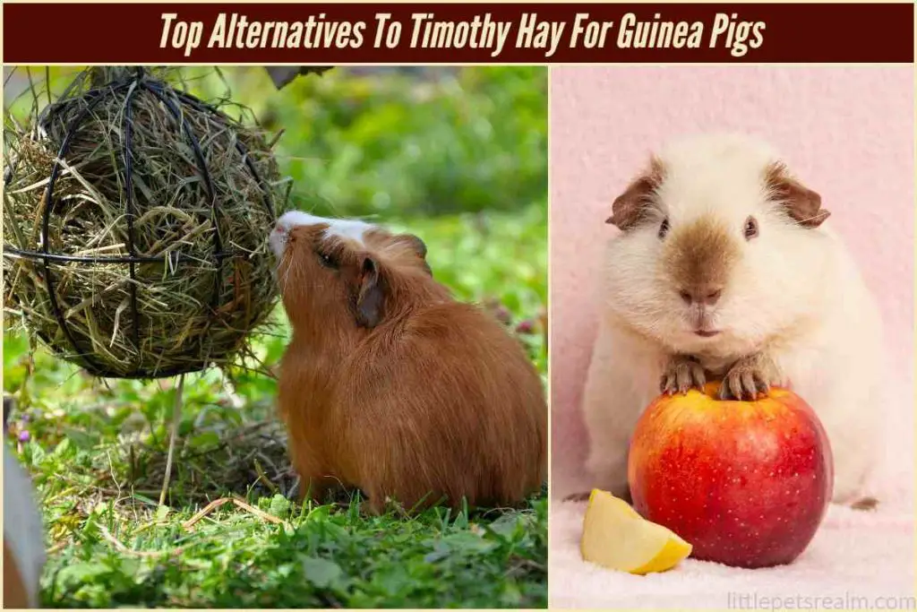 Top 8 Alternatives To Timothy Hay For Guinea Pigs