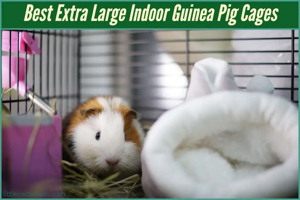 Extra Large Indoor Guinea Pig Cages