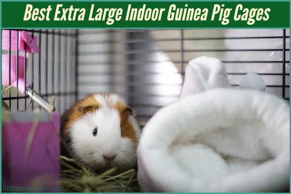 Best Extra Large Indoor Guinea Pig Cages