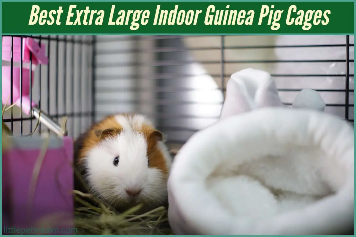 11 Best Extra Large Indoor Guinea Pig Cages [Buyers Guide] Little