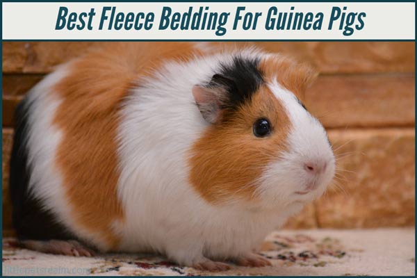 Best Fleece Bedding For Guinea Pigs [Buyer's Guide]