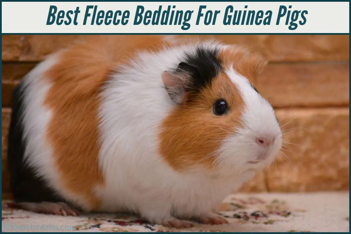 9 Best Fleece Bedding For Guinea Pigs [Buyers Guide] Little Pets Realm