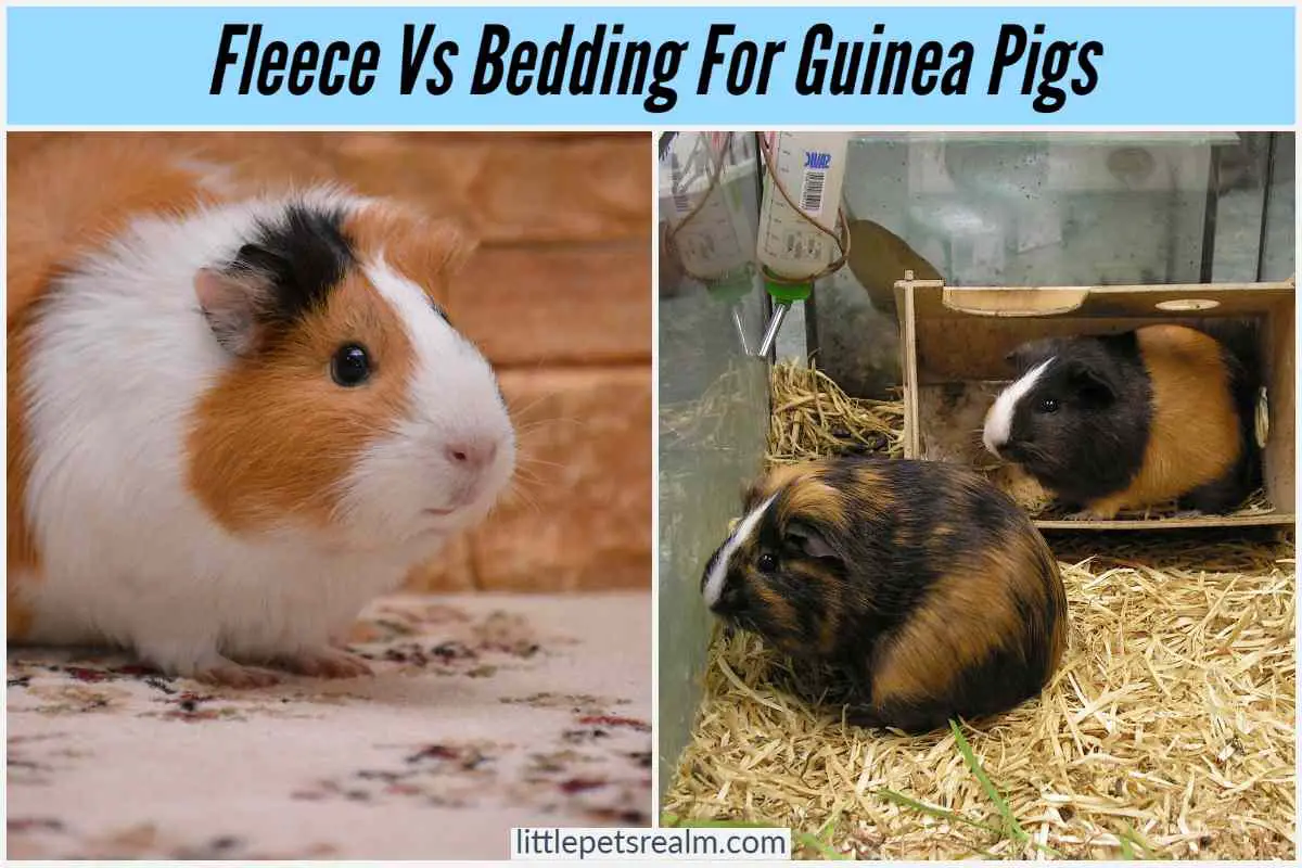 Fleece Vs Bedding For Guinea Pigs Which Is Better? Little Pets Realm