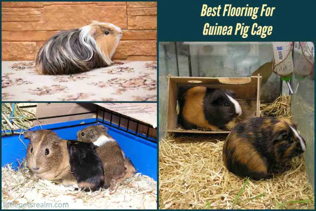 Top 11 Best Flooring For Guinea Pig Cage