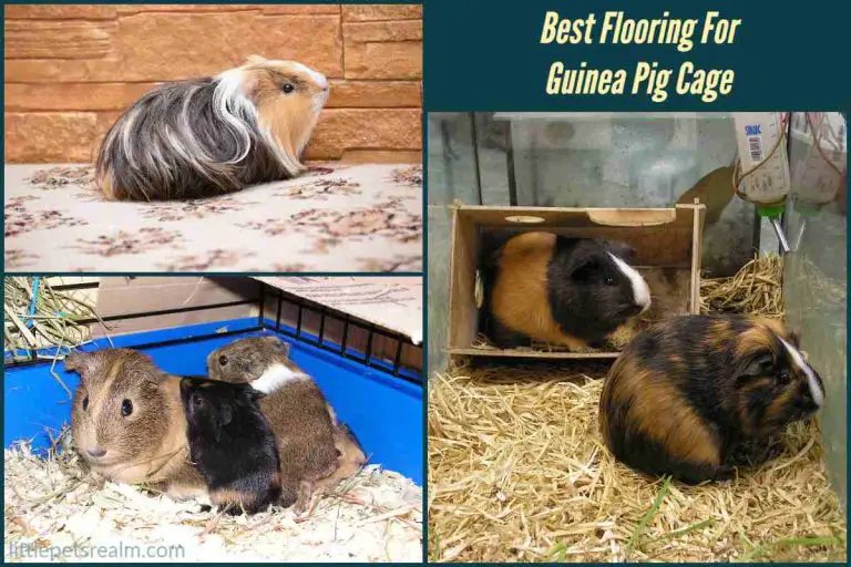Best Flooring For Guinea Pig Cage (11 Ideas) Little Pets Realm