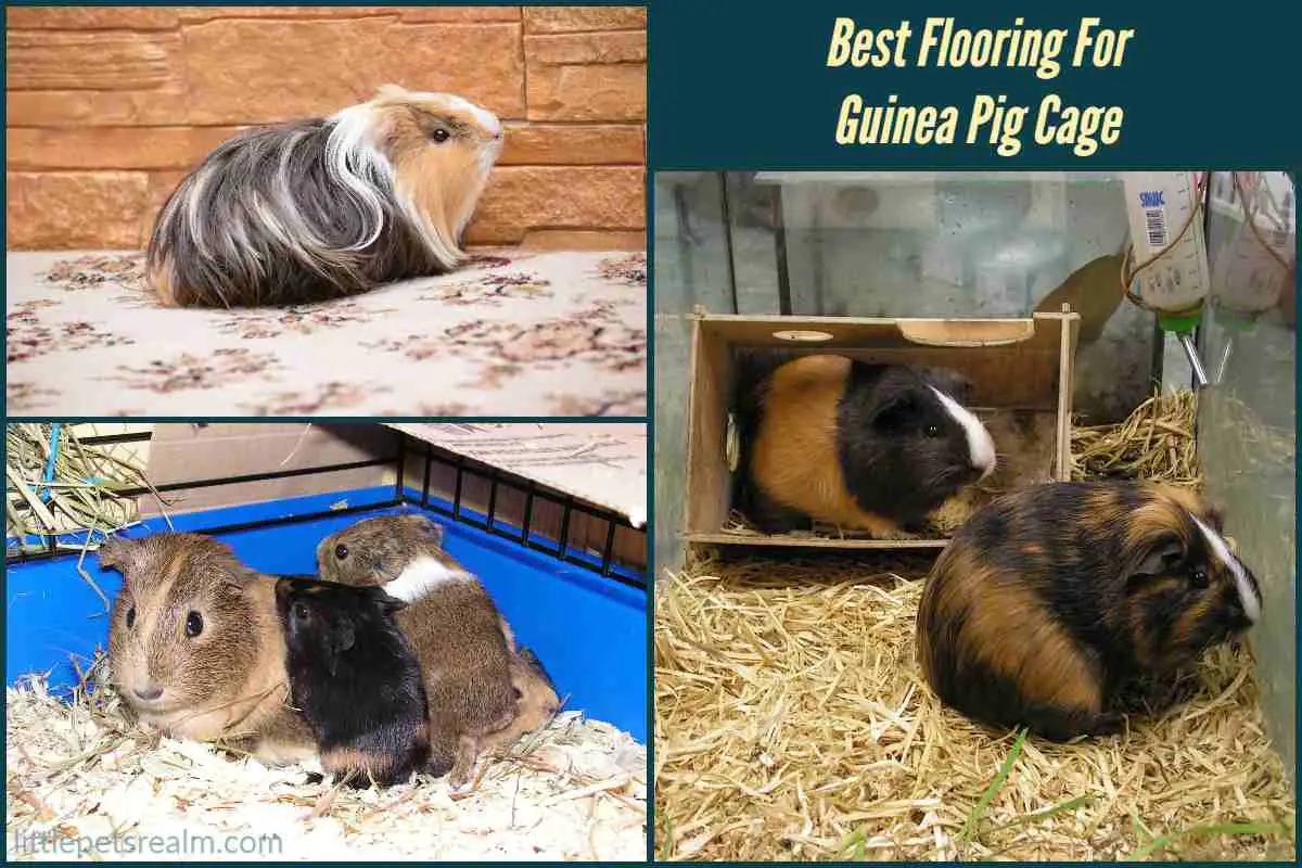 Best Flooring For Guinea Pig Cage (11 Ideas) Little Pets Realm