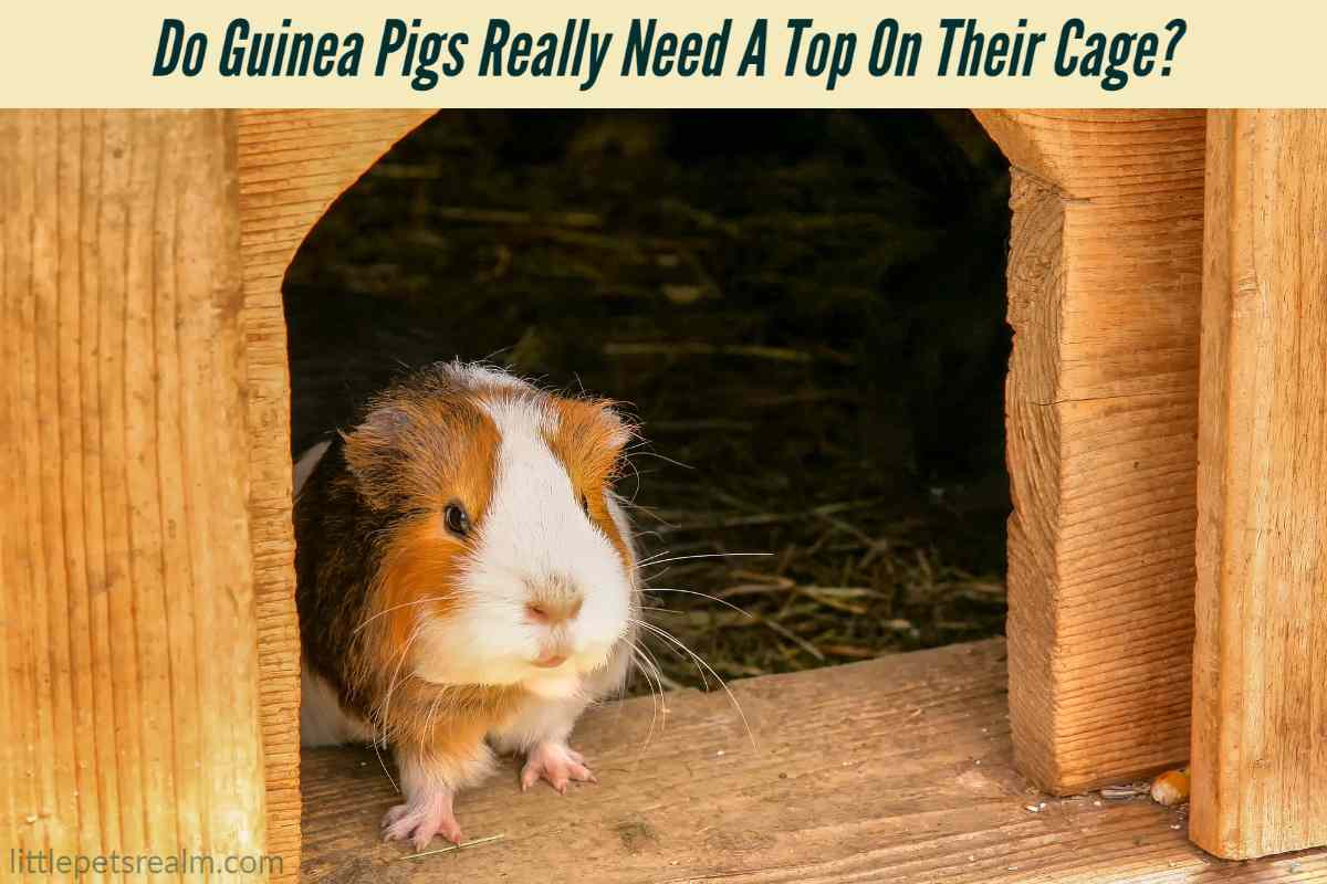 Do Guinea Pigs Really Need A Top On Their Cage? Little Pets Realm