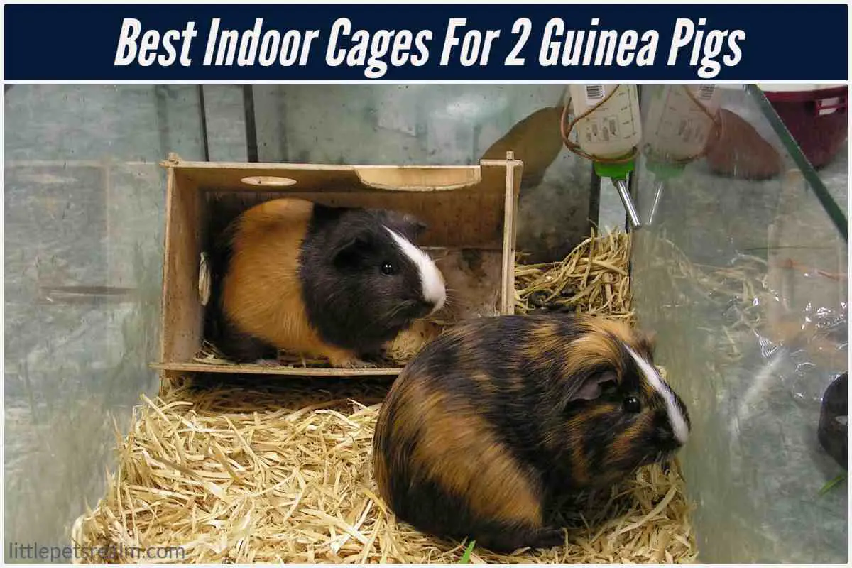 10 Best Indoor Cages For 2 Guinea Pigs Buyer's Guide Little Pets Realm
