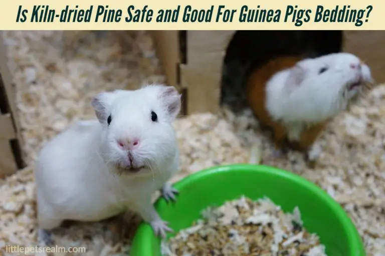 Is Kilndried Pine Safe and Good For Guinea Pigs Bedding? Little Pets Realm