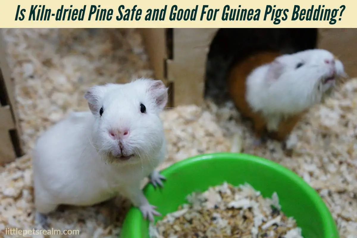 Is Kilndried Pine Safe and Good For Guinea Pigs Bedding? Little Pets