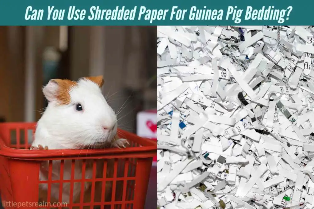 Can You Use Shredded Paper For Guinea Pig Bedding?
