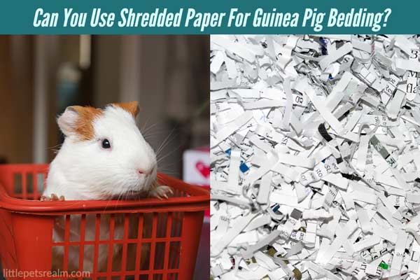 Using Shredded Paper For Guinea Pig Bedding