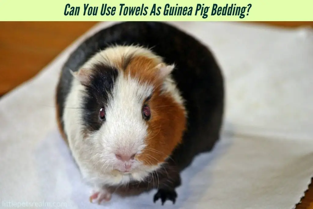 Can You Use Towels As Guinea Pig Bedding?