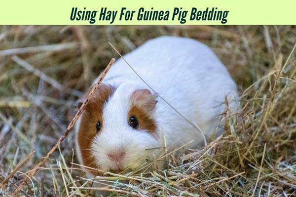 Using Hay For Guinea Pig Bedding