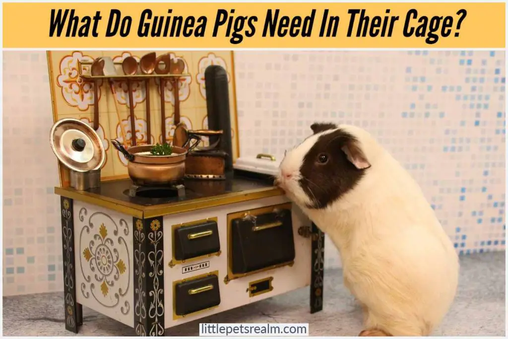 What Do Guinea Pigs Need In Their Cage? (12 Ideas)