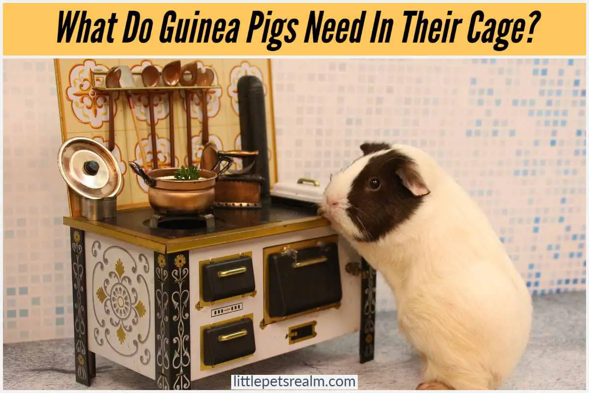 What Do Guinea Pigs Need In Their Cage? (12 Ideas) Little Pets Realm