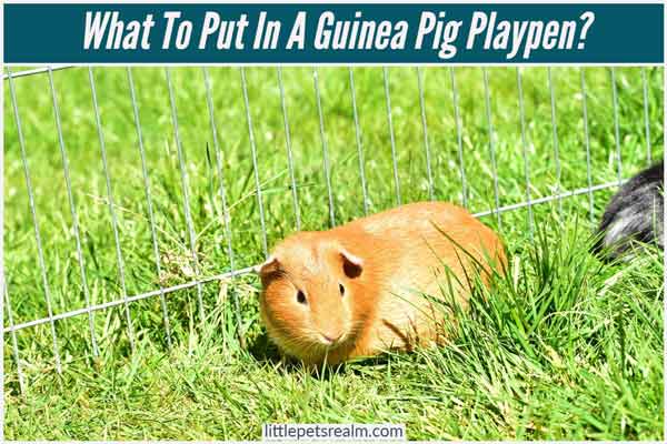Things To Put In A Guinea Pig Playpen