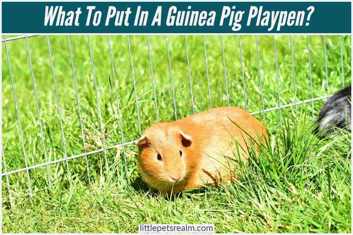 What To Put In A Guinea Pig Playpen? [12 Ideas] Little Pets Realm