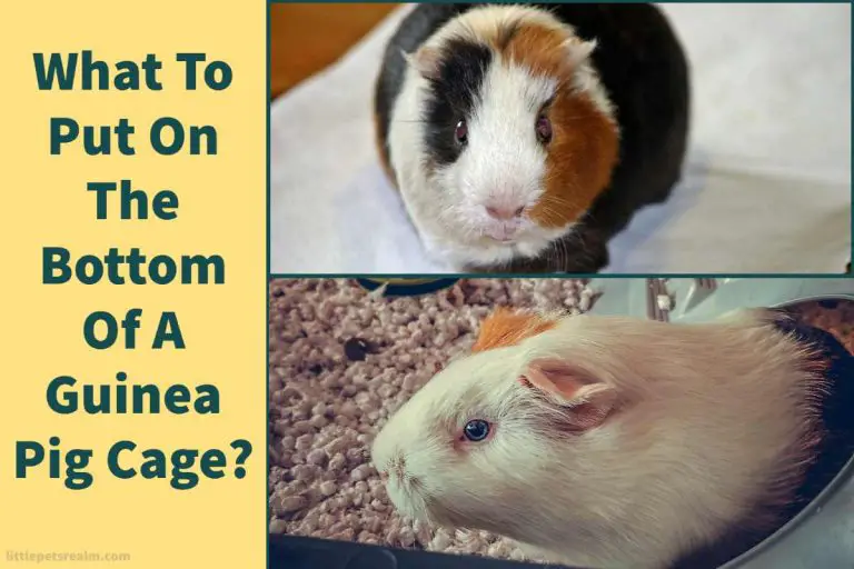 What To Put At The Bottom Of A Guinea Pig Cage (7 Ideas)? Little Pets Realm